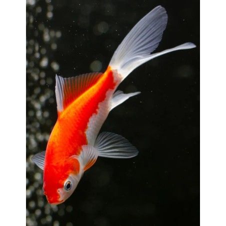 Carassius auratus sarasa 6-8 cm