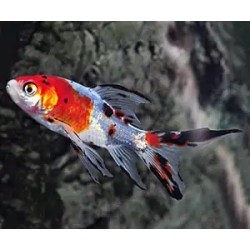 Carassius auratus shubunkin 6-8 cm