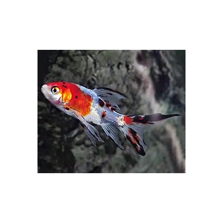 Carassius auratus shubunkin 6-8 cm