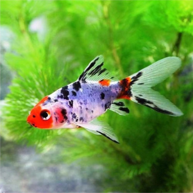 Carassius auratus shubunkin 6-8 cm