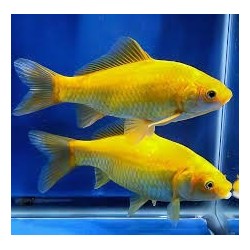Carassius auratus yellow 6-8 cm