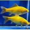 Carassius auratus yellow 6-8 cm