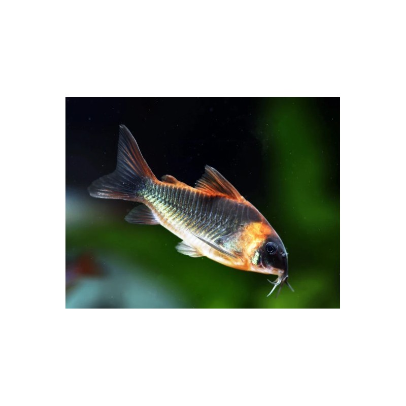 Corydoras venezuelanus - 2.5 - 3 cm