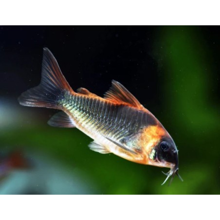 Corydoras venezuelanus - 2.5 - 3 cm
