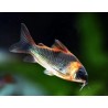 Corydoras venezuelanus - 2.5 - 3 cm