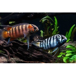 Nannacara adoketa - 3 - 4 cm