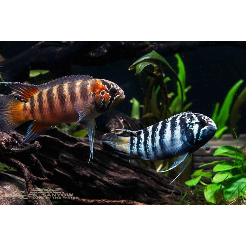 Nannacara adoketa - 3 - 4 cm