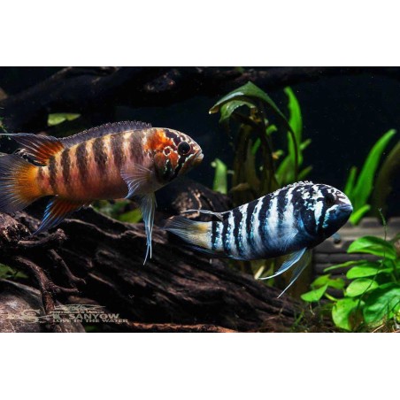 Nannacara adoketa - 3 - 4 cm