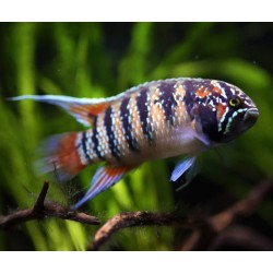 Nannacara adoketa - 3 - 4 cm