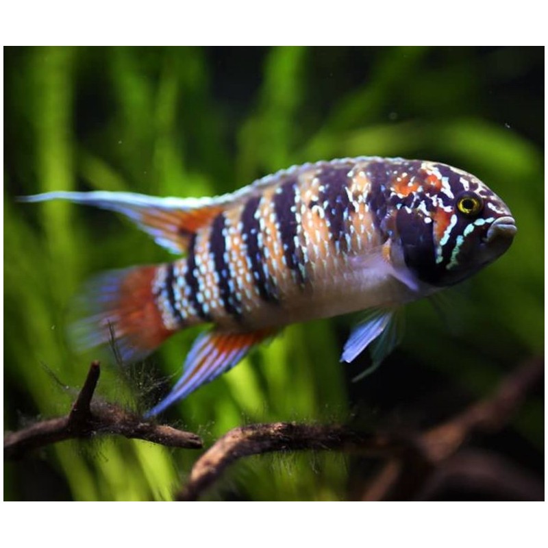 Nannacara adoketa - 3 - 4 cm