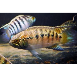 Nannacara adoketa - 3 - 4 cm