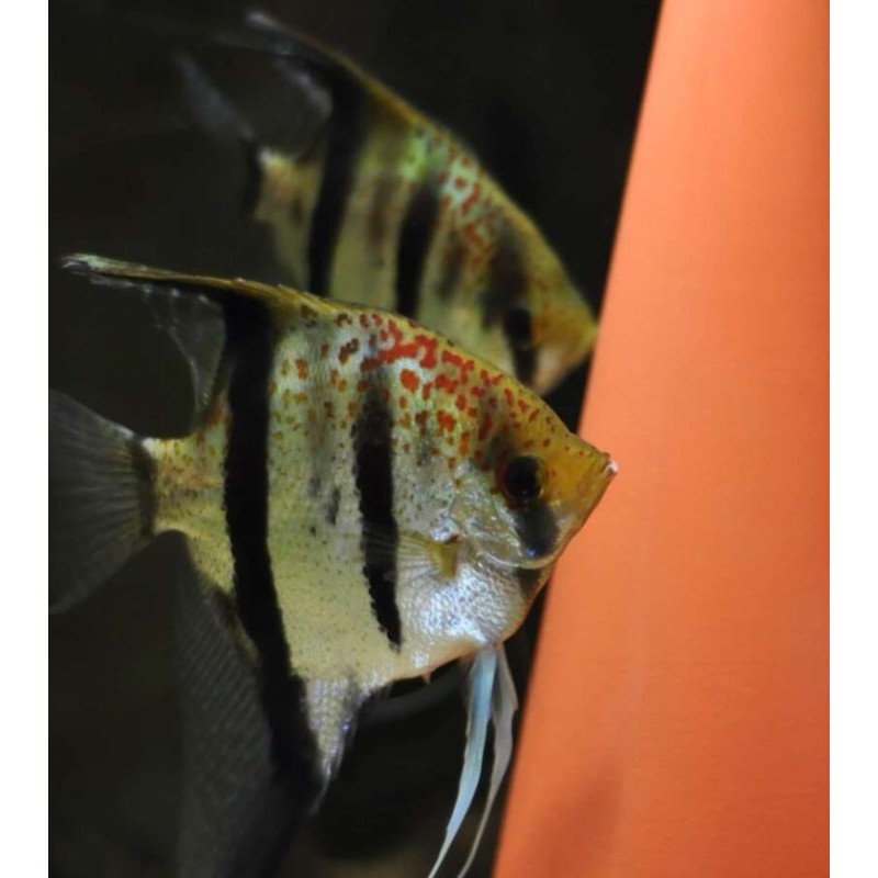 Pterophyllum scalare essequibo red spotted guyana   - 3 - 3.5 cm