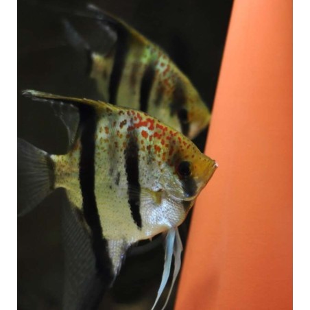 Pterophyllum scalare essequibo red spotted guyana   - 3 - 3.5 cm