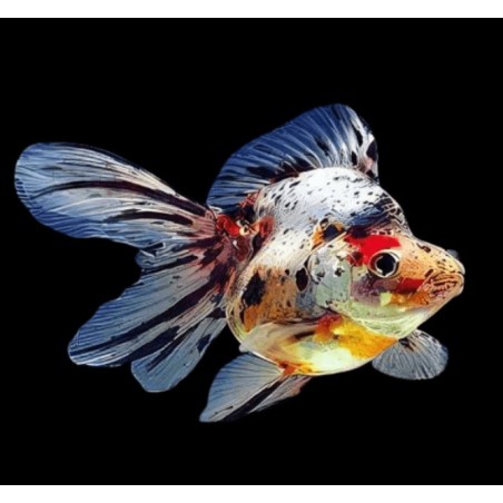 Carassius auratus l.f. ryukin calico short tail 6-7 cm