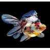 Carassius auratus l.f. ryukin calico short tail 6-7 cm