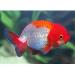 Carassius auratus l.f. ranchu assorted 6-7 cm