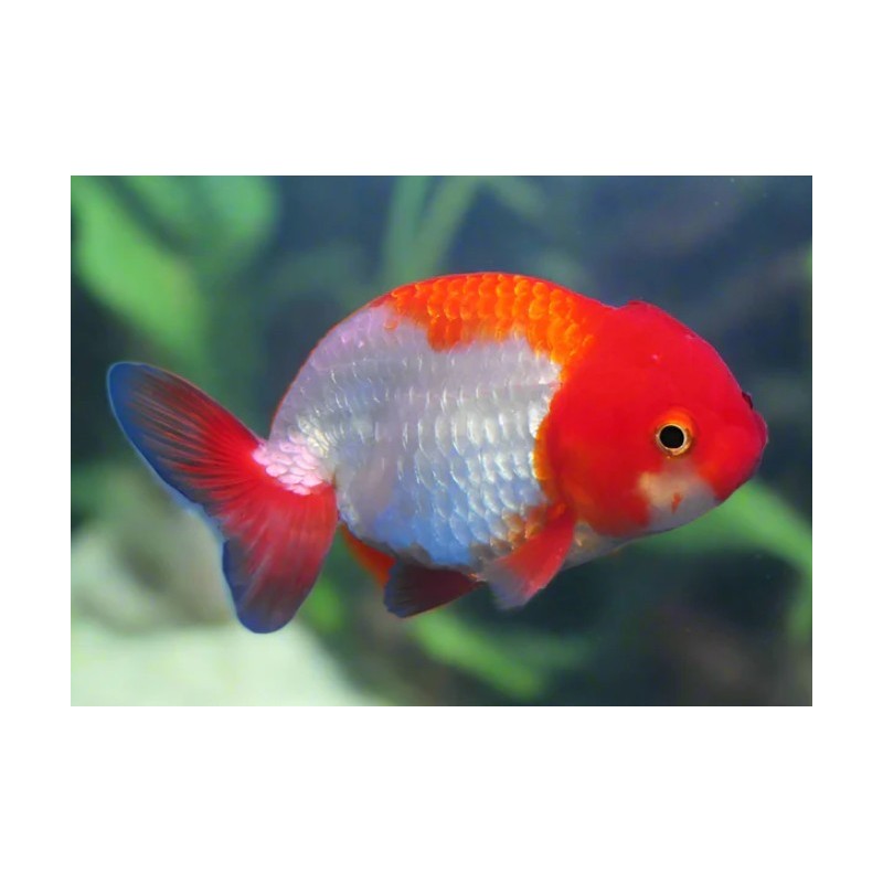 Carassius auratus l.f. ranchu assorted 6-7 cm