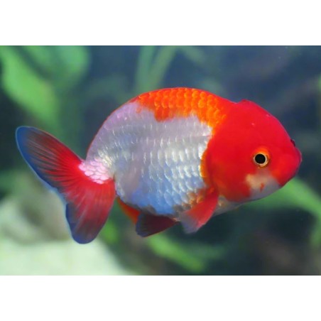 Carassius auratus l.f. ranchu assorted 6-7 cm