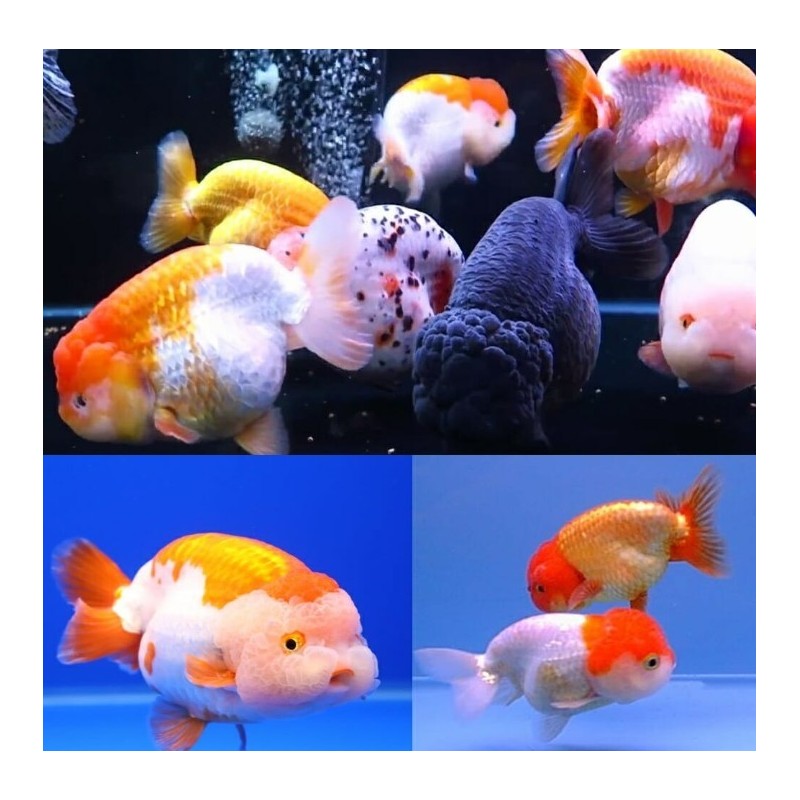 Carassius auratus l.f. ranchu assorted 6-7 cm