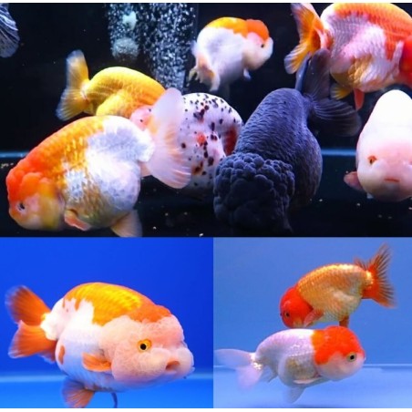 Carassius auratus l.f. ranchu assorted 6-7 cm