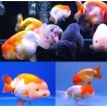 Carassius auratus l.f. ranchu assorted 6-7 cm