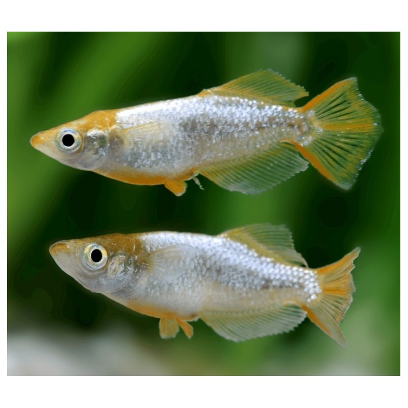 Medaka Oryzias latipes tumuki  - 2 - 2.5 cm