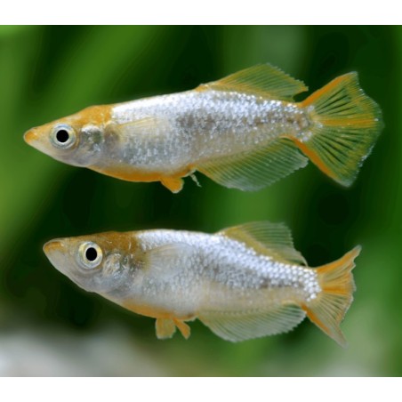 Medaka Oryzias latipes tumuki  - 2 - 2.5 cm