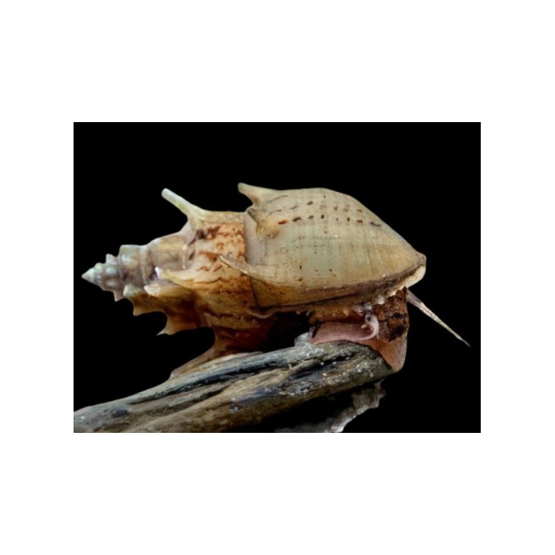 Neritina sp. pranbanan - 1.5 - 2 cm