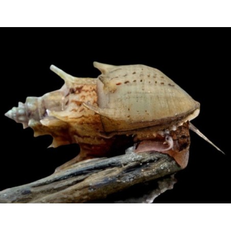 Neritina sp. pranbanan - 1.5 - 2 cm