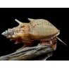 Neritina sp. pranbanan - 1.5 - 2 cm