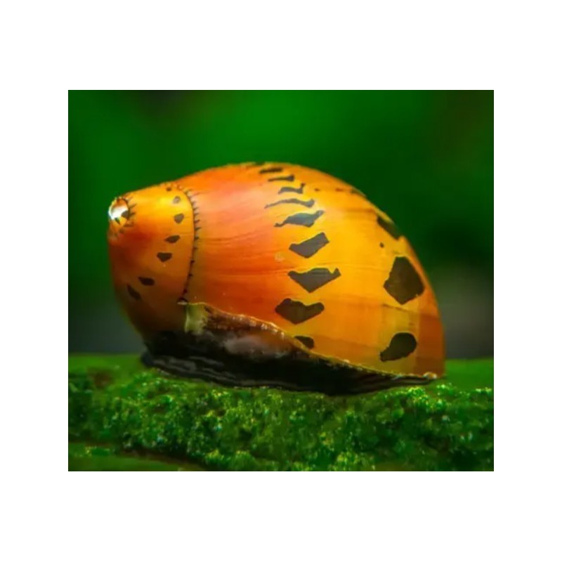 Neritina sp. red spotted -1 - 1,5 cm