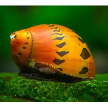 Neritina sp. red spotted -1 - 1,5 cm