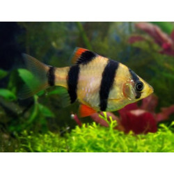 Barbus capoeta tetrazona - 2.5 - 3 cm