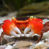 Metasesarma aubryi - 4 cm