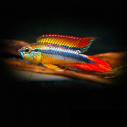Apistogramma agassizii red dorsal - 3 - 4 cm
