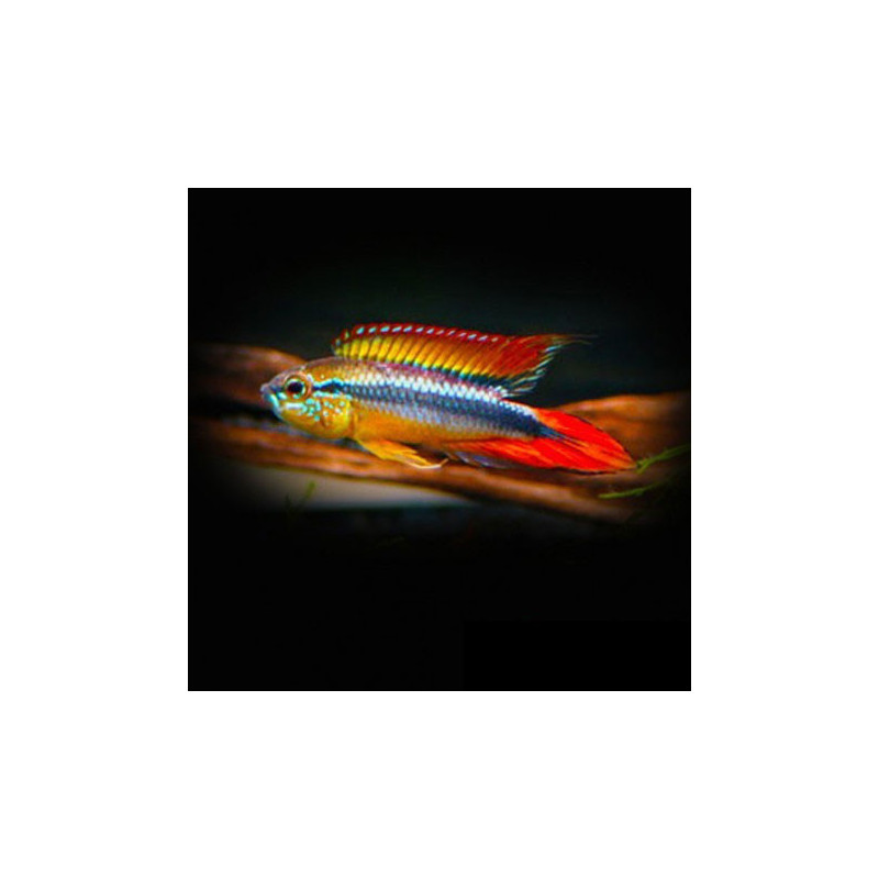 Apistogramma agassizii red dorsal - 3 - 4 cm