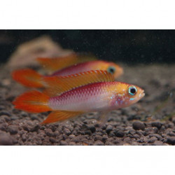 Apistogramma agassizii gold red - 3 - 4 cm