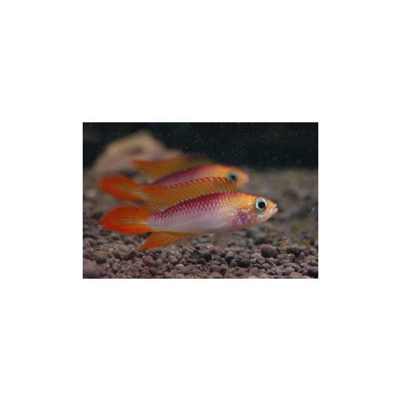 Apistogramma agassizii gold red - 3 - 4 cm