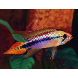 Apistogramma agassizii double red - 3 - 4 cm