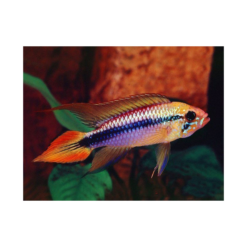 Apistogramma agassizii double red - 3 - 4 cm