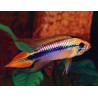 Apistogramma agassizii double red - 3 - 4 cm