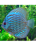 Discus