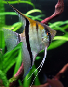 Scalari