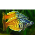 Pesci Arcobaleno