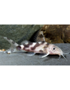 Cobiti e Synodontis