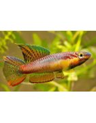 Gobidi
