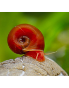 Lumache e Crostacei