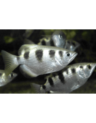 Pesci d'acqua salmastra