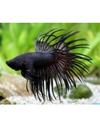 Betta