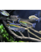 Tetra Africani